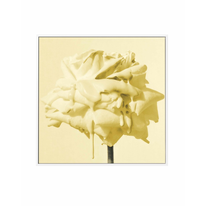 Wild Rose Yellow | Framed Canvas Art Print